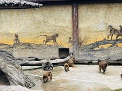 -上海野生动物园