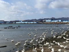 -烟墩角天鹅湖
