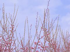 -花开海上生态园