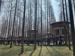 -黄海国家森林公园