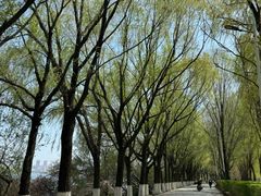 -长白岛森林公园