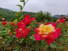 -龙寺生态园