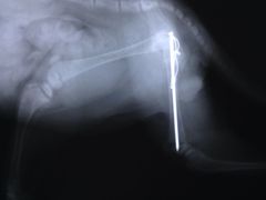 -佳怡动物医院·平价24小时·猫专科骨外科