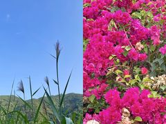 -梧桐山风景名胜区