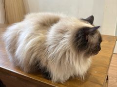 -楼上猫咖(罗湖店)