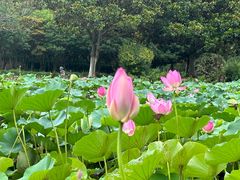 -上海鲜花港
