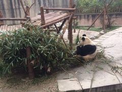 -成都大熊猫繁育研究基地