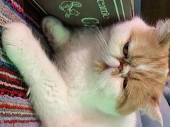 -喵屿·大理花园猫咖