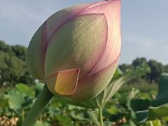 -嘉北郊野公园