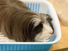 -藦茜花园宠物主题亲子互动体验馆(国顺东路店)