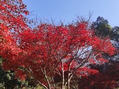 -桃花岭景区