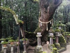 -奈良公园