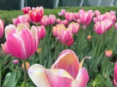 -石家庄市植物园