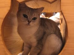 -猫友咖啡店(玉林西路店)