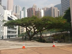 -香港大学