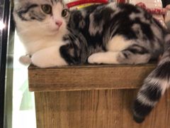 -共舞时光猫咖·狗咖(新街口店)
