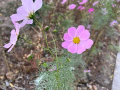 -野鸭湖国家湿地公园