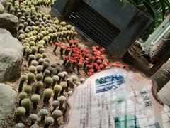 -南山植物园