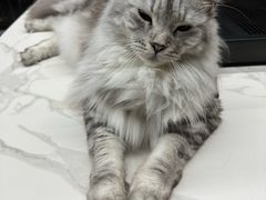 -御宝贝·A梦猫科宠物医院(国际猫友好医院)