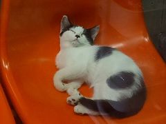 -猫咪博物馆(顶澳仔猫街店)