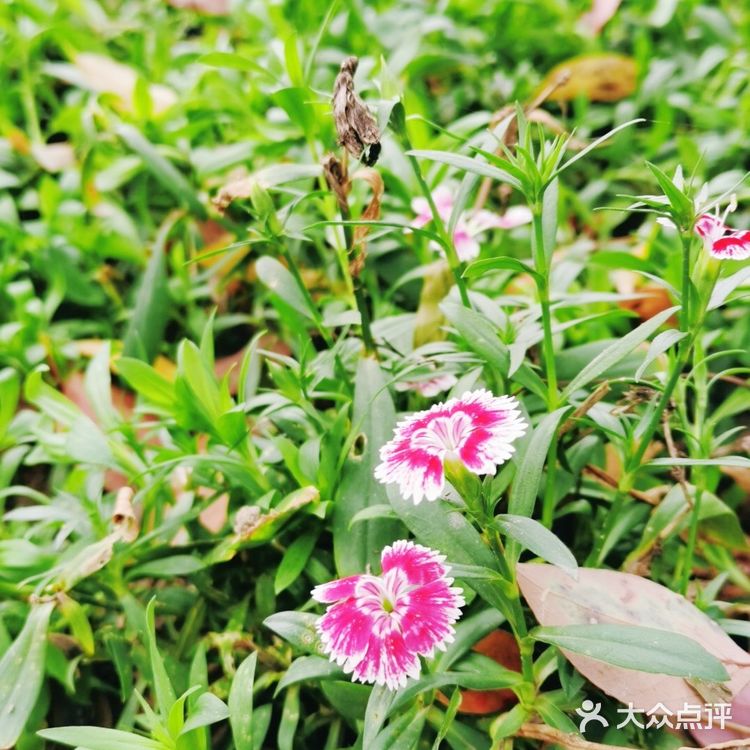 气温升高了，路边的小野花都开了，春天终于来了