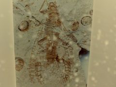 -上海昆虫博物馆