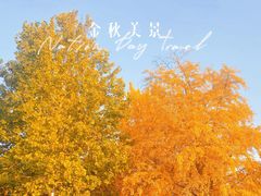 -三里屯东五街银杏大道