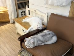 -李小姐の猫咖啡馆(五角场店)