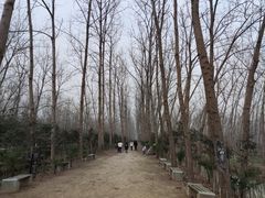 -合肥滨湖国家森林公园