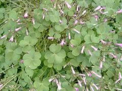 -洛阳白云山景区