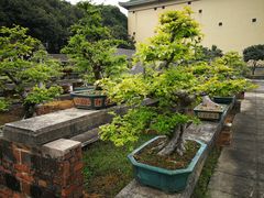 -广东圆玄道观