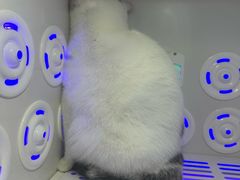 -momokira米努特·德文卷毛猫·棉花面纱犬