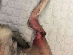 -菲尔斯特宠物医院