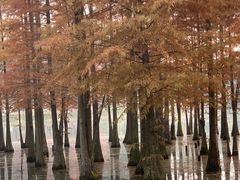 -白鹭湾湿地公园