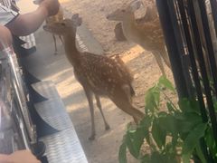 -清迈夜间动物园