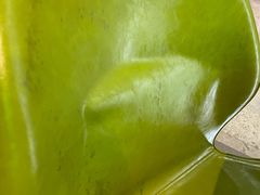 -油梨树AVOCADO TREE(望京店)
