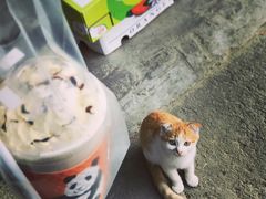 雪山飞熊巧克力-熊猫一间店欧式奶茶铺