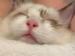 -半岛宠物医院24小时(科华中路店)