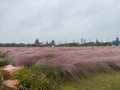 -鹅湖玫瑰文化园
