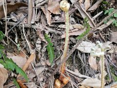 -杭州半山国家森林公园