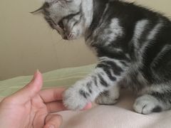 -鸡鸣汤包(广东路店)