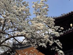 -灵谷景区