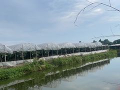 -马陆小张葡萄园农家乐