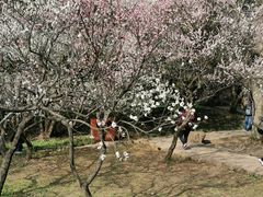 -无锡梅园公园