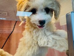 -翊宠yipet猫狗购宠庄园犬舍•猫舍