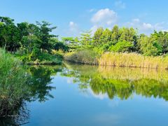 -福田红树林生态公园