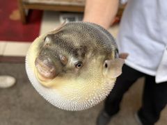 -长顺河豚馆(江洲东路)