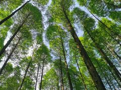 -武陵山森林公园