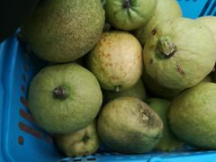 -海上花岛玫瑰园采摘