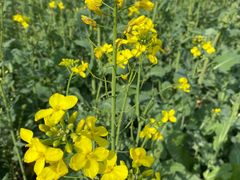 -汉长安城未央宫国家考古遗址公园